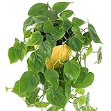 1 x Philodendron scandens | Kletter-Philodendron im Hängetopf