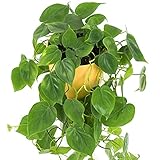 GardenersDream 1 x Philodendron scandens | Kletter-Philodendron im Hängetopf