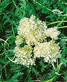 Filipendula vulgaris P 0,5 - Mädesüß Staude, Bienenfreundlich, Winterhart & Pflegeleicht, Ideal für Garten & Beet, Blüht Weiß