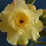 100% real 2 Stück Wüste rosafarbene Samen, adenium Samen Sukkulenten Zierblumen Pflanze für Garten & Balkon Mischungsfarben Bonsai : Seeds Only