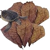 Betta Fischblätter – Mandelblatt von La Catappa für Aquarium, natürlicher Wasseraufbereiter für und Süßwasserfische, pH-Balancer, Immunverstärkung, Dekoration
