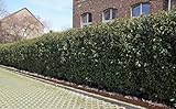 5st. Portugiesischer Kirschlorbeer 50-60cm XXL Buschig im Topf Kirschlorbeer Prunus lusitanica 'Angustifolia' Lorbeer Gartenhecke Sichtschutz