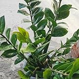 50 pcs glücksfeder kaufen samen - Zamioculcas zamiifolia - outdoor pflanzen, exotische pflanzen winterhart glücksfeder zimmerpflanze garten pflanzen, steingarten pflanzen pflanztöpfe,