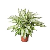 Dieffenbachia Vesuvius - Ø27cm - 80cm