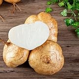 50 Pcs Yambohne Jicama Samen - Zimmerpflanzen Samen, Gemüsesamen Balkon (Pachyrhizus Erosus) Saatgut Wintergemüse, Pflanzen Anzucht Wintergemüse Winterharte Pflanzen Für Garten Winterharte