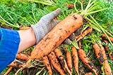 1000 Samen Riesen Möhre Herbst King Flakkeer Typ Riesen Gemüse Karotten