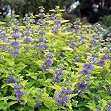 150 pcs Bartblume Samen, geschenke für gartenfreunde, gartenblumen Bartblume Pflanze, Caryopteris clandonensis, balkon pflanzen winterfest baumsamen, bonsai samen indoor, schattenpflanzen