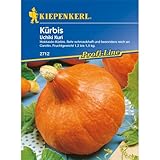 Kürbissamen - Kürbis Uchiki Kuri, Hokkaidokürbis von Kiepenkerl