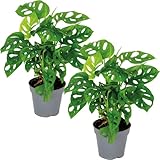 2x Monstera adansonii 'Monkey Leaf' - Lochpflanze - Luftreinigend – ⌀12 cm - 20-25 cm