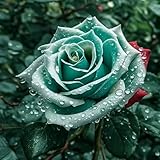 Kletterrose in Rosa - Kletter-Rose winterhart & duftend - Pflanze für Rankhilfe im 5 Liter Container von Mafuse - Pflanzen in Top Qualität-Frosthart bis -25°C (LU)