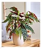 BALDUR Garten Forellenbegonie Maculata, groß, 1 Pflanze, Grünpflanze, mehrjährig - frostfrei halten, für Standort im Schatten geeignet, Begonia maculata