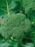 Neue frische 20 Stück Brocoli-Gemüsesamen