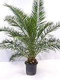[Palmenlager] XXL Phoenix canariensis -kanarische Dattelpalme 180-190 cm // Indoor & Outdoor Palme // viele Blätter + dicker Stamm