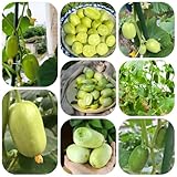 gurken samen bio - pflanzensamen salatgurken winterharte pflanzen für garten exotische samen balkon pflanze deko indoor kräutergarten zimmerpflanzen gurken samen gemüsesamen 1000pcs