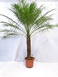 [Palmenlager] - XXL Phoenix roebelenii Zwerg-Dattelpalme 180 cm, 50/60 cm Stamm/Zimmerpalme