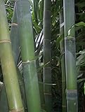 Dendrocalamus giganteus - Riesenbambus - 30 Samen