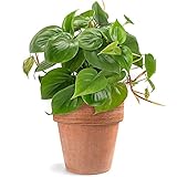Philodendron scandens | Baumfreund Kletterpflanze im Hängetopf (15 cm)