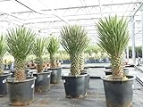 gruenwaren jakubik Yucca Filifera, 90-100 cm Stamm 30-40 cm Tambasi Yucca, winterhart -13 Grad