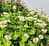 2000 Kleesamen, Kleine Samen, Können Gleichmäßig Gesät Werden, Können Im Garten, Hof Gepflanzt Werden