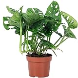 Fensterblatt - pflegeleichte Zimmerpflanze, Monstera 'Monkey' - Höhe ca. 25 cm,Topf-Ø 12 cm