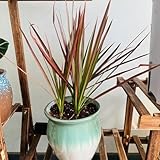 drachenbaum samen zimmerpflanze, pflanzen samen, bäume pflanzen dracaena marginata, exotische pflanzen winterhart topfpflanzen draußen winterhart winterharte kübelpflanzen 10pcs
