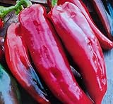 15 Samen, Paprika Corno di Toro Rosso Spitzpaprika