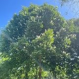 Ficus religiosa samen - bäume garten winterhart pflanzenkübel kräuterpflanzen winterharte pflanzen für garten winterharte kübelpflanzen steingartenpflanzen winterhart balkonpflanzen 50pcs