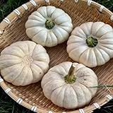 kürbiskerne kaufen - samen bio samen gemüse stauden winterhart mehrjährig balkon pflanze kürbis gartenpflanzen büropflanzen kürbiskerne kräuter samen mehrjährig saatgut wintergemüse 25pcs