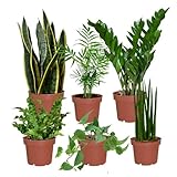 Büropflanzen pflegeleicht 6er Box | Luftreinigende Pflanzen für Schreibtisch & Büro | Zamioculcas, Bogenhanf, Efeutute u.v.m. | Grüne Office-Deko | frisch aus der Gärtnerei | Green Me Up