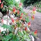 350 Pcs Akelei Samen Mehrjährig - Aquilegia Columbine - Immergrüne Pflanzen Winterhart, Ausgefallene Geschenke Akelei Pflanze Winterhart Samen, Bonsai Baum, Nachhaltige Geschenke,