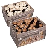 Hawlik Pilzbrut – 2x Champignon Pilzkulturen Mix klein - kinderleicht Pilze züchten - Pilzzuchtset zum Ausprobieren – weiße Champignon und Steinchampignon