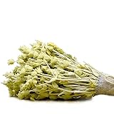 dreikraut Griechischer Bergtee, Bio | Strauß | Bouquet | 50g | Traditioneller Anbau am Olymp | Sideritis scardica/raeseri