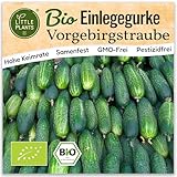 Little Plants BIO Einlegegurke Samen 10 Gurkensamen Vorgebirgstraube Gemüsesamen Samenfest für Gemüsegarten Gemüse Samen für Küche, Balkon, Hochbeet und Garten