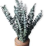 10 Pack Natürliche Getrocknete Eukalyptus 17 Zoll/45cm konserviert frische Eukalyptus-Zweige Greenery Pflanzen für natürliche Aromatherapie zu Ihrer Dusche für Blumenarrangements Hochzeit Home Decor