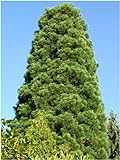 Seedeo Urwelt-Mammutbaum (Metasequoia glyptostroboides) 200 Samen