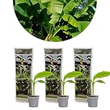 3x Musa Basjoo – Banane – Winterherz – ⌀10,5 cm - 20-25 cm