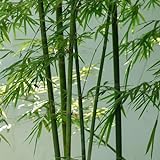 35 pcs bambus pflanze samen - Bamboo - zimmerpflanze, pflanzensamen geschenk, bambus samen balkon zimmerpflanzen echt, stauden winterhart mehrjährig garten, exotische pflanzen geschenk