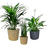 Zimmerpflanzen 3er Box Fresh Air Brothers | Goldfruchtpalme, Einblatt, Sansevieria | Luftreinigende Pflanzen mit Übertöpfen frisch aus der Gärtnerei | Pflegeleicht & dekorativ | Green Me Up