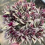 200 pcs Dreimasterblume Pflanze Samen pflanztopf dekopflanzen garden topfpflanzen Tradescantia zebrina garten pflanzen blumen garten plants praktische geschenke balkon pflanzen winterfest