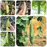 80 pcs Luffa Gurke Samen, bio samen gemüse balkonpflanzen Luffa aegyptiaca gartenpflanzen winterhart mehrjährig geschenke für gartenfreunde, samen gemüse gemüsepflanzen balkonpflanzen