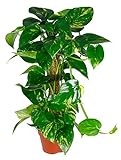 Scindapsus aureum am Moosstab, Efeutute, echte Zimmerpflanze grün, 19cm Topfdurchmesser, Höhe ca. 75cm, 1 Pflanze