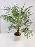 PalmenLager Phoenix roebelenii-Zwergdattelpalme 120 cm-Stamm 10 cm // Indoor- und Outdoorpalme