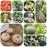 kürbiskerne kaufen - samen saatgut wintergemüse gemüsepflanzen kürbis balkonpflanzen gartenpflanzen büropflanzen kürbiskerne pflanzen für draußen winterhart kürbissamen bio samen 66pcs