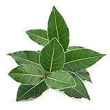 Lorbeer Pflanze Samen - Laurus Nobilis - Gewürzlorbeerbaum Lorbeerbaum Topfpflanzen Kräuter Saatgut Kübelpflanzen Geschenke Für Hobbygärtner - 50 Stück