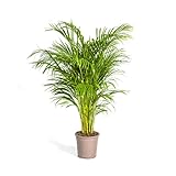 Dypsis Areca Lutescens - Goldfruchtpalme - Zimmerpflanze - Ø24cm - 120-140cm