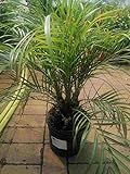 Zwerg-Dattelpalme 100-120 cm mehrere Stämme Phoenix Roebelenii Zimmerpflanze Palme