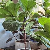 10 pcs geigenfeige zimmerpflanze samen, winterharte pflanzen für garten, gartenpflanzen (Ficus lyrata) bonsai, bodendecker samen winterhart biosaatgut, exotische pflanzen winterhart
