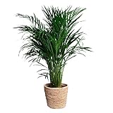 Happy Plants Areca Palm Goldpalme/Dypsis Lutescens - Zimmerpflanzen Groß - luftreinigende pflanzen - inkl. Blumentopf - Frisch aus der Gärtnerei (mit Topf, 100 cm)