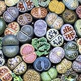100 Stück Lithops Rare Living Stones Sukkulente Garten Bonsai Balkon Dekor Gartensamen zum Pflanzen jetzt Saftige Samen