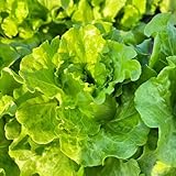 250 pcs salat samen - samen gemüse pflanzen, bonsai samen seltene pflanzen, winterharte pflanzen für garten, zimmerpflanzen samen salatpflanzen gemüsepflanzen kräuter pflanzen kräutergarten